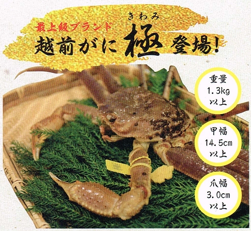 越前ガニ「極」